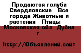 Продаются голуби Свердловские - Все города Животные и растения » Птицы   . Московская обл.,Дубна г.